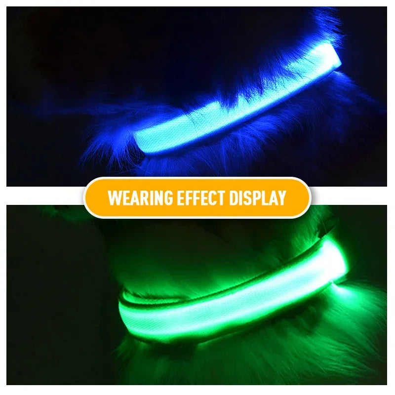 LED Dog Collar for Night walks.